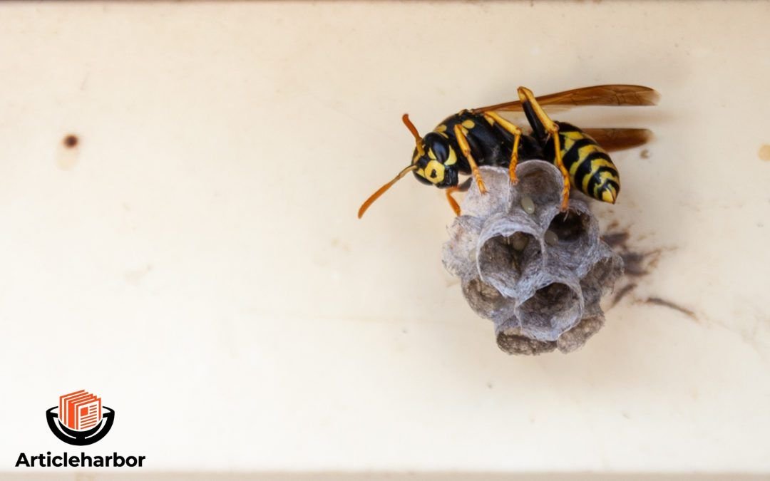 wasp nest removal