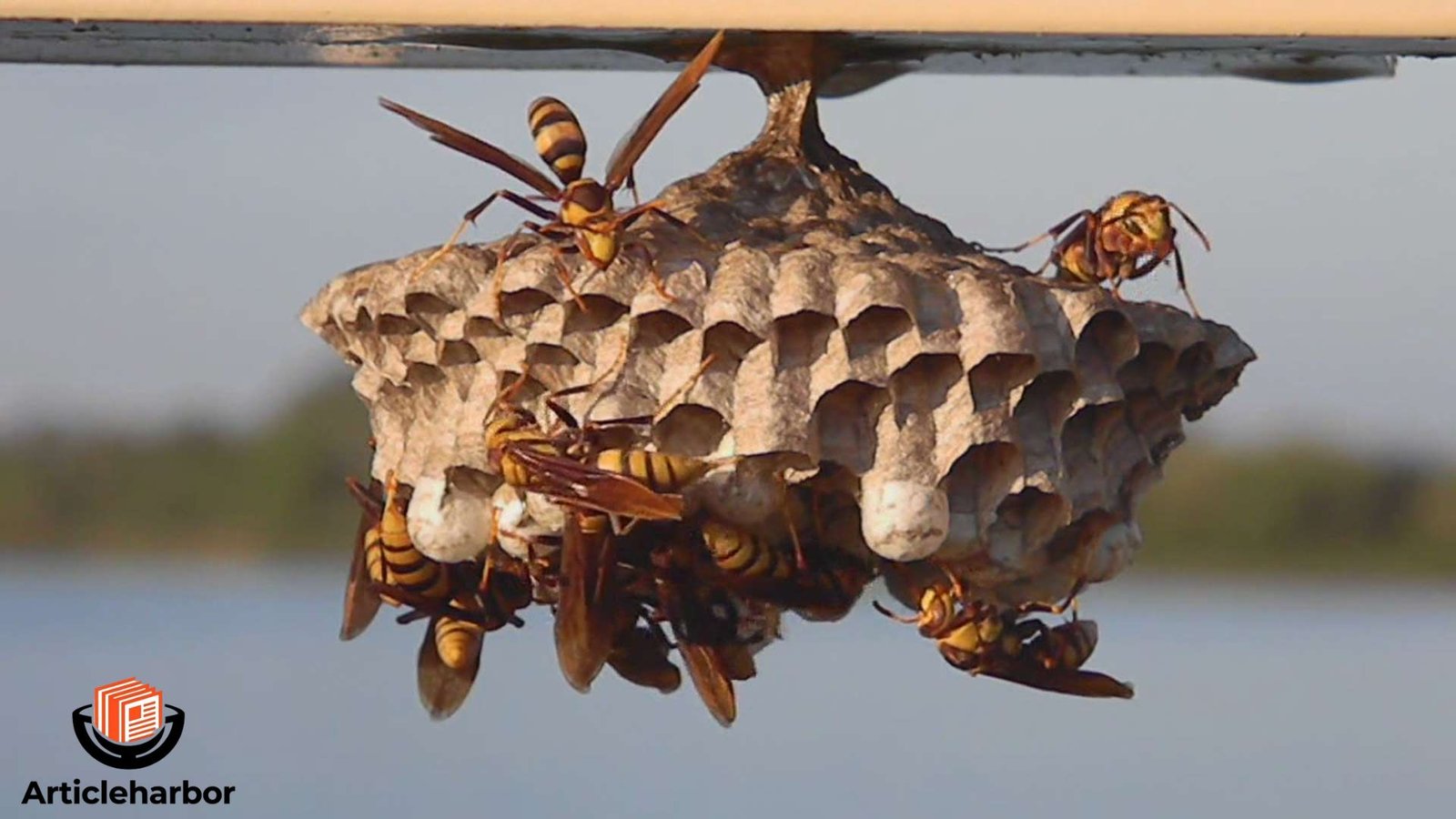 Wasp Nest Removal: Common Mistakes to Avoid for a Safe Process
